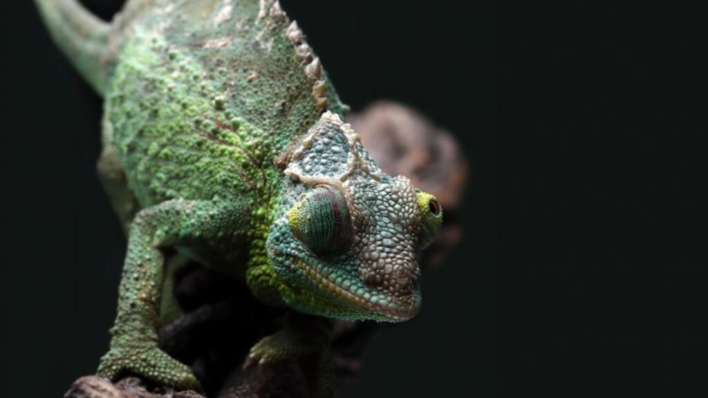 Gady Gady Unveiled: What Makes This Phenomenon So Fascinating?