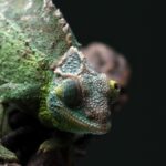 Gady Gady Unveiled: What Makes This Phenomenon So Fascinating?